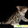 Бенгальская кошка цена - Кошки - Фото 80193