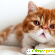 Экзотическая короткошерстная кошка - Кошки - Фото 81646