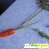 семена на ленте морковь Королева осени - Семена - Фото 92697