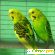 Зеленый попугай - Разное (животные и растения) - Фото 93354