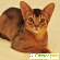 Порода кошек абиссинская - Кошки - Фото 102275