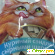 Молина Лакомство д/кошек Куриный сэндвич с сырными шариками - Корм для кошек - Фото 110880