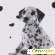 Далматинец фото - Собаки - Фото 95379