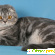 Шотландская кошка характер - Кошки - Фото 106796