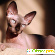 Кошка сфинкс - Кошки - Фото 106710