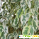 Фикус бенджамина опадают листья - Комнатные цветы - Фото 99366