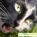 Трава для кошек - Разное (товары для животных) - Фото 107278