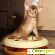 Порода кошек абиссинская - Кошки - Фото 102277