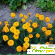 Садовые цветы бархатцы (Tagetes) - Разное (сад и огород) - Фото 109313