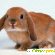 Кролики домашние - Кролики и зайцы - Фото 101015