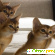 Порода кошек абиссинская - Кошки - Фото 102276