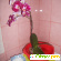 Комнатный цветок орхидея - Разное (дом и сад) - Фото 130216