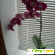 Комнатный цветок орхидея - Разное (дом и сад) - Фото 130215