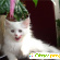 Коты мейн кун - Домашние животные - Фото 117047