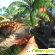 Игра Far Cry 3 - Компьютерные игры - Фото 124008