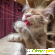 Коты мейн кун - Домашние животные - Фото 117046