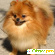 Шпиц померанский - Собаки - Фото 112555