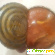Корюшка, обжаренная в томатном соусе - Рыбные - Фото 121570