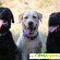 Лабрадоры - Собаки - Фото 114207
