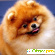 Шпиц померанский - Собаки - Фото 112556