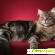 Коты мейн кун - Домашние животные - Фото 117045