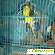 Волнистый попугай - Птицы - Фото 132847