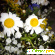 флордель - доставка цветов -  - Фото 150501