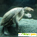 Фото черепах - Биологические выставки - Фото 138373