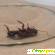 Ловушки для тараканов - Средства уничтожения насекомых - Фото 139799
