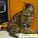 Бенгальский котенок - Кошки - Фото 144033