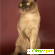 Бурманская кошка - Кошки - Фото 142839
