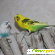Волнистый попугай -  - Фото 176611