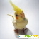 Корелла попугай -  - Фото 173041