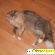 Сибирская кошка -  - Фото 167144