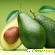 авокадо - вырастить из косточки -  - Фото 181095