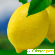 Лимон -  - Фото 186577