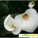 Калла цветок (Calla) / Белокрыльник - Домашняя калла, Посадка -  - Фото 161422