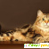 Кошка сибирская -  - Фото 165503