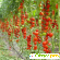 Выращивание томатов -  - Фото 227455