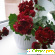 Пеларгония- лучшее растение для вашего балкона -  - Фото 205162