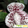 Орхидея -  - Фото 227159