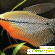 Рыба гурами -  - Фото 208629