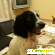 Порода собак Спаниель -  - Фото 219600