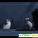 Пингвины из мадагаскара мультсериал -  - Фото 203562