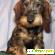 Порода собак Такса -  - Фото 199688