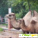 Зоопарк Лимпопо -  - Фото 208877