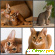 Характер абиссинской кошки -  - Фото 231894