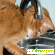 Характер абиссинской кошки -  - Фото 231893