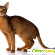 Характер абиссинской кошки -  - Фото 231892
