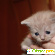 Шотландская вислоухая кошка характер -  - Фото 233062